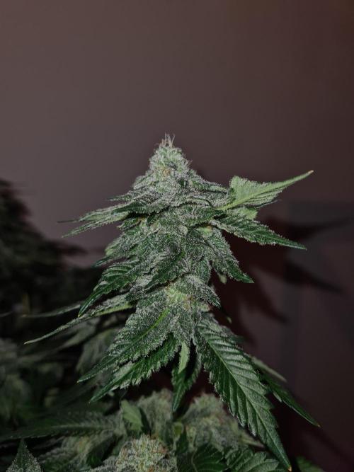 White Widow | Green House Seed Co.. Week 18 - 28-5 #1