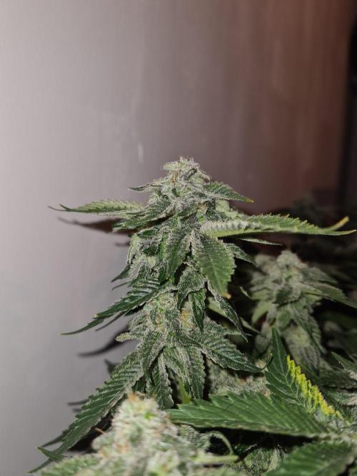 White Widow | Green House Seed Co.. Week 18 - 28-5 #1