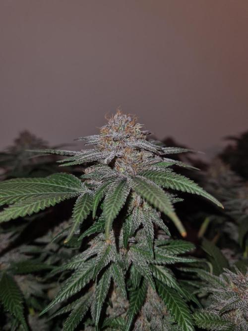 White Widow | Green House Seed Co.. Week 18 - 28-5 #2