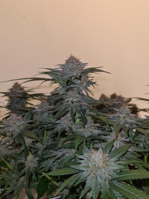 White Widow | Green House Seed Co.. Week 18 - 28-5 #2