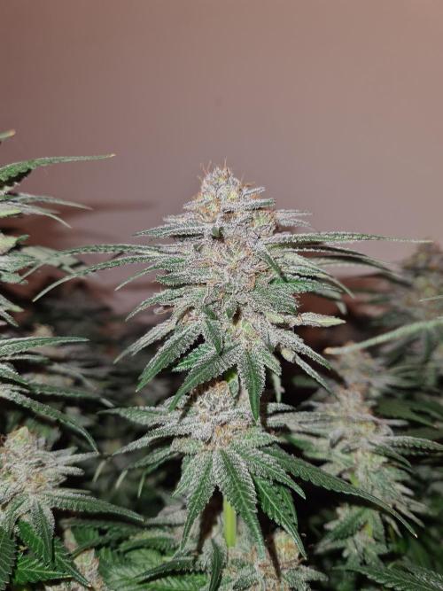 White Widow | Green House Seed Co.. Week 18 - 28-5 #2