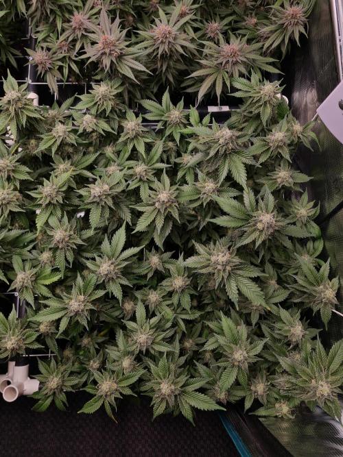 White Widow | Green House Seed Co.. Week 18 - 1-6 #1