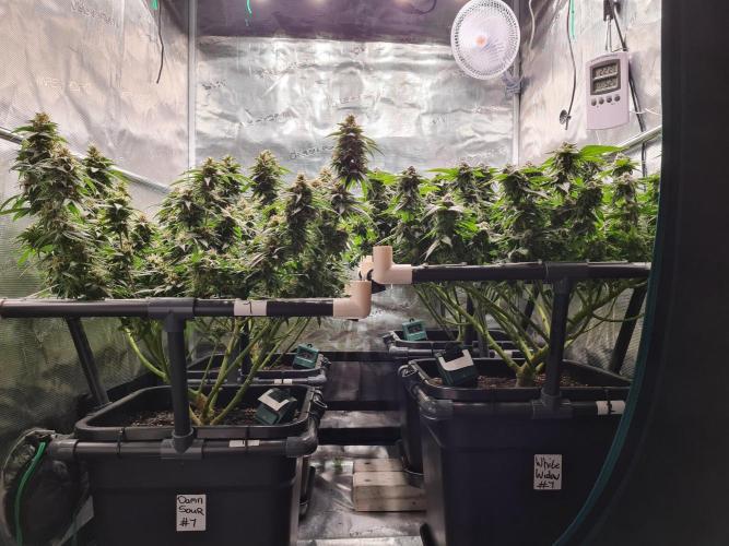 White Widow | Green House Seed Co.. Week 18 - 1-6