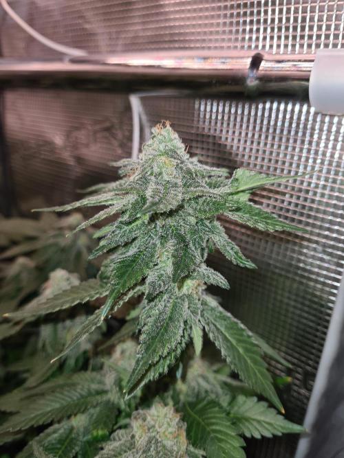 White Widow | Green House Seed Co.. Week 18 - 1-6 #1