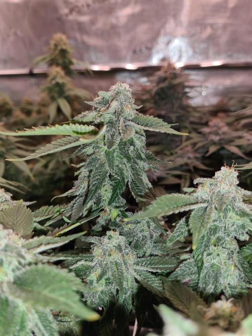 White Widow | Green House Seed Co.. Week 18 - 1-6 #1