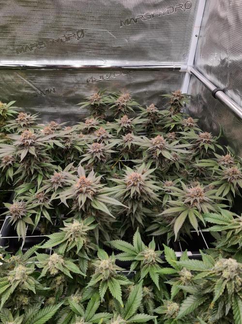 White Widow | Green House Seed Co.. Week 18 - 1-6 #2