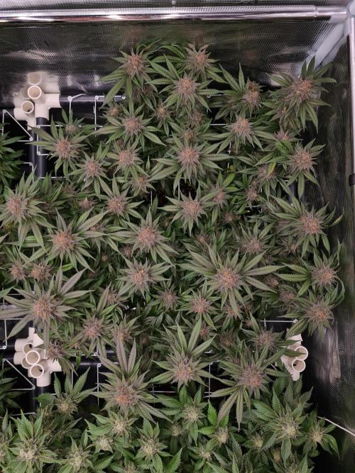 White Widow | Green House Seed Co.. Week 18 - 1-6 #2