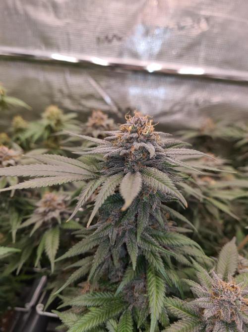 White Widow | Green House Seed Co.. Week 18 - 1-6 #2