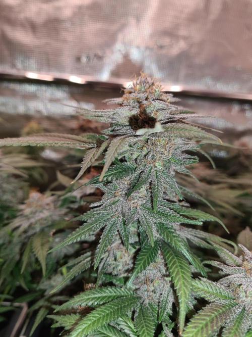 White Widow | Green House Seed Co.. Week 18 - 1-6 #2