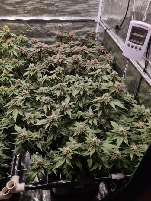 White Widow | Green House Seed Co.. Week 18 - 1-6 #1