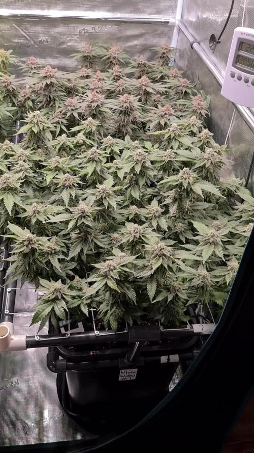 White Widow | Green House Seed Co.