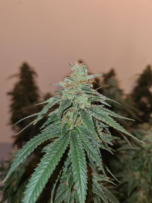 Damn Sour | Green House Seed Co.. Week 18 - 28-5 #1