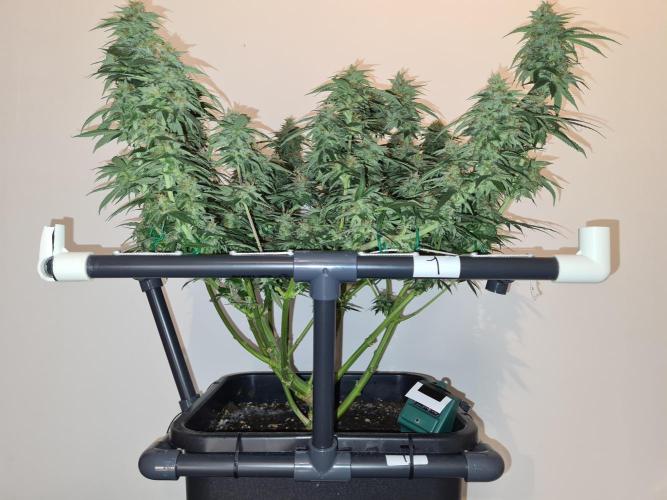 Damn Sour | Green House Seed Co.. Week 18 - 28-5 #1