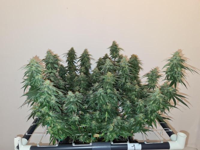 Damn Sour | Green House Seed Co.. Week 18 - 28-5 #1