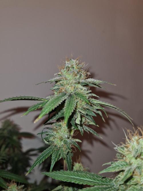 Damn Sour | Green House Seed Co.. Week 18 - 28-5 #2