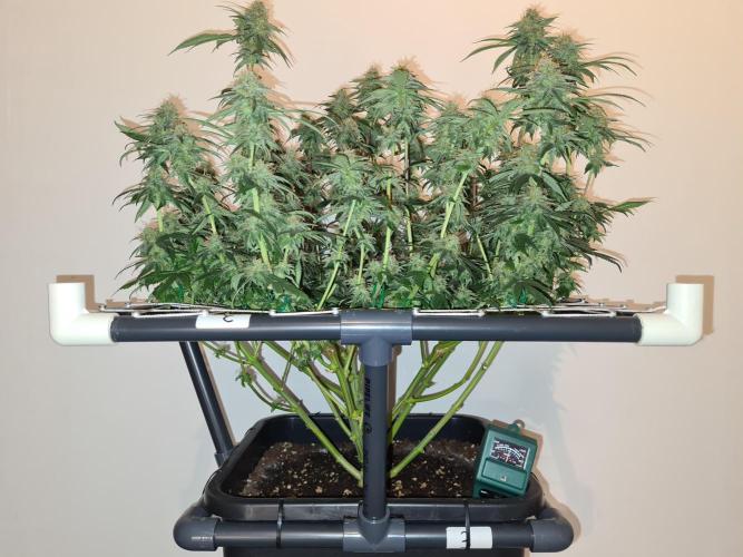 Damn Sour | Green House Seed Co.. Week 18 - 28-5 #2