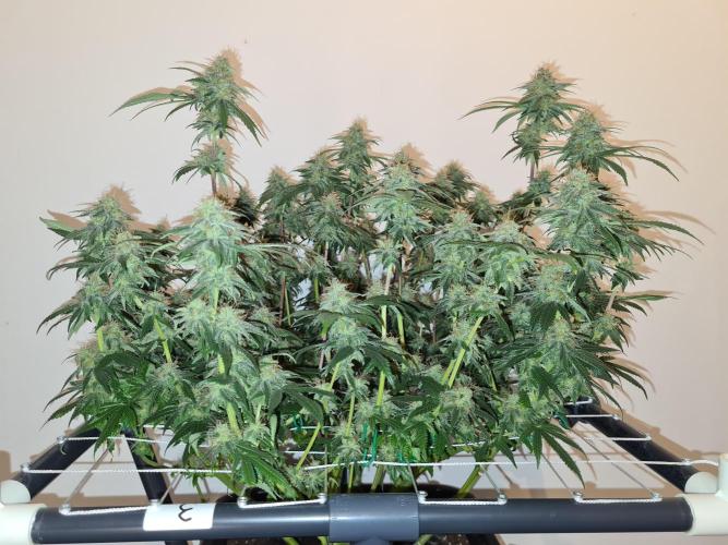 Damn Sour | Green House Seed Co.. Week 18 - 28-5 #2