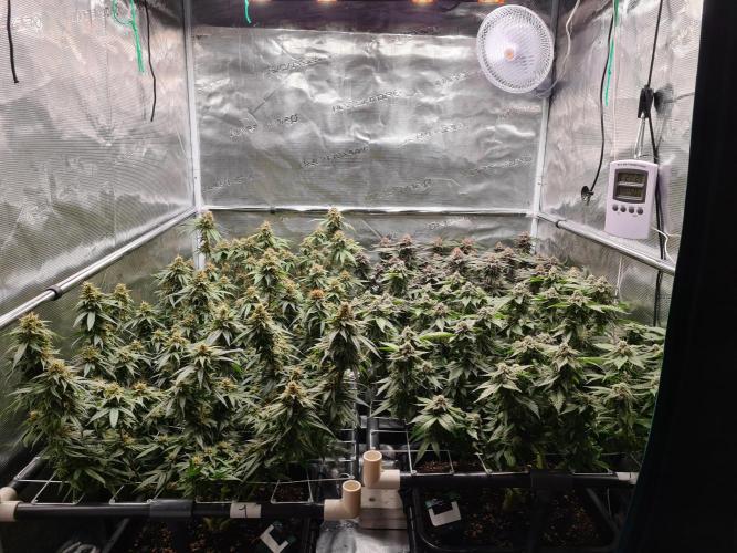 Damn Sour | Green House Seed Co.. Week 18 - 1-6