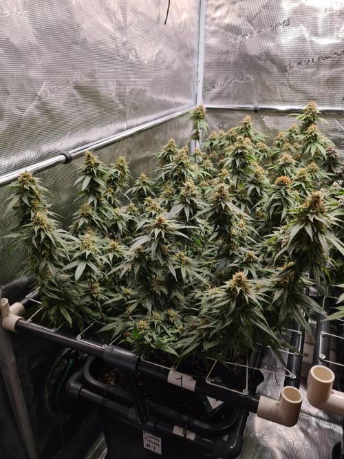 Damn Sour | Green House Seed Co.. Week 18 - 1-6 #1