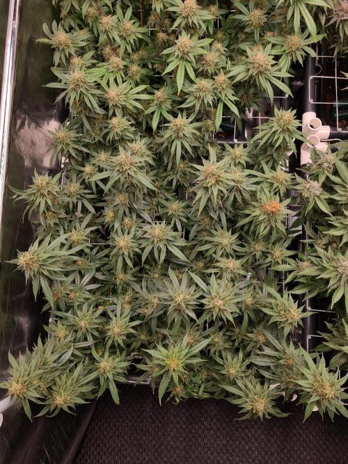 Damn Sour | Green House Seed Co.. Week 18 - 1-6 #1