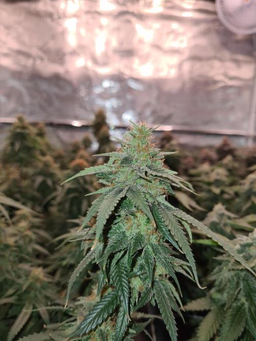 Damn Sour | Green House Seed Co.. Week 18 - 1-6 #1