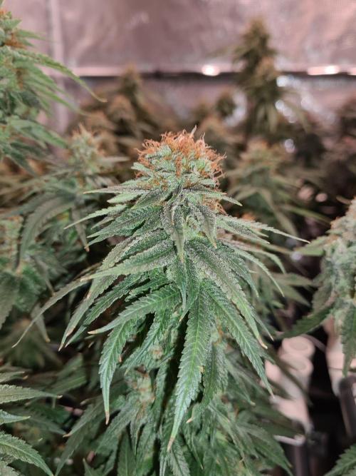 Damn Sour | Green House Seed Co.. Week 18 - 1-6 #1