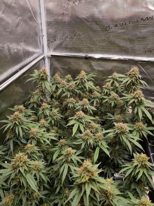 Damn Sour | Green House Seed Co.. Week 18 - 1-6 #2