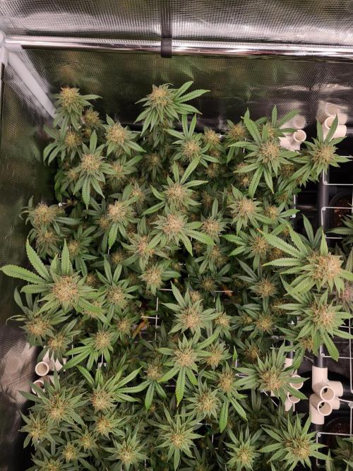 Damn Sour | Green House Seed Co.. Week 18 - 1-6 #2