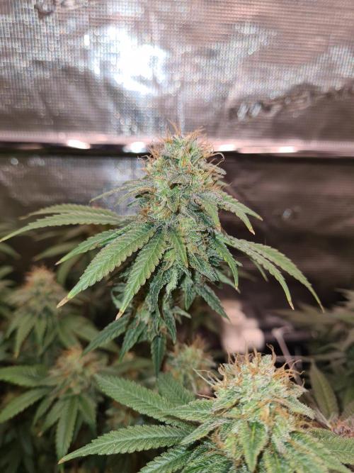 Damn Sour | Green House Seed Co.. Week 18 - 1-6 #2