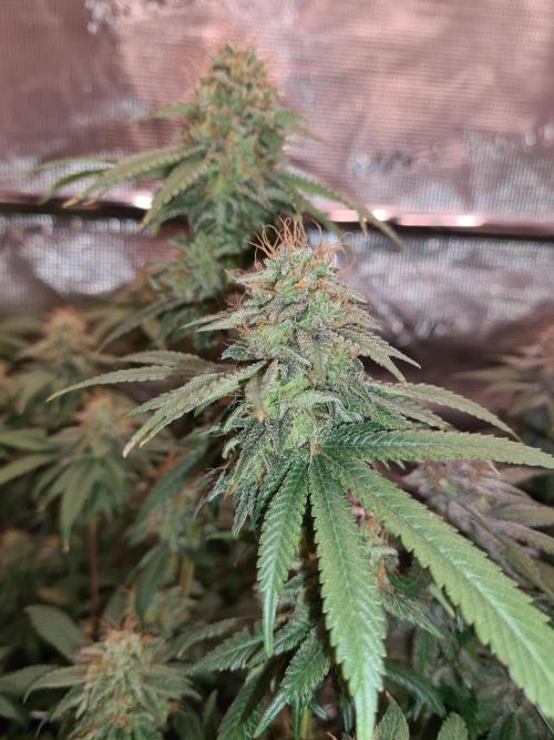 Damn Sour | Green House Seed Co.. Week 18 - 1-6 #2