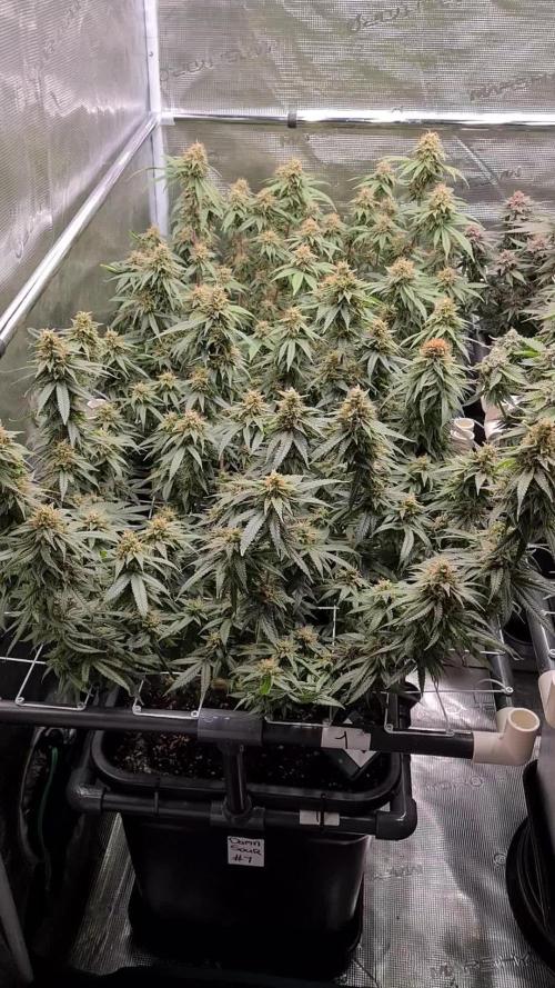 Damn Sour | Green House Seed Co.