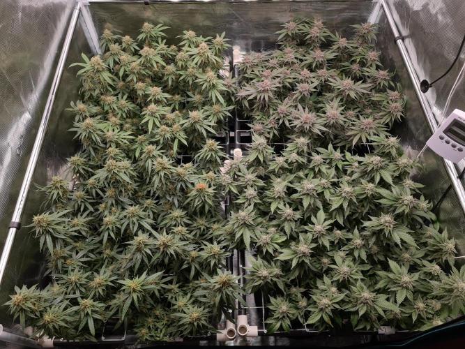 Damn Sour | Green House Seed Co.. Week 18 - 1-6