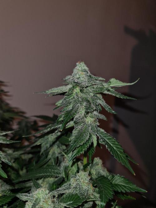 White Widow | Green House Seed Co.. Week 19 - #1