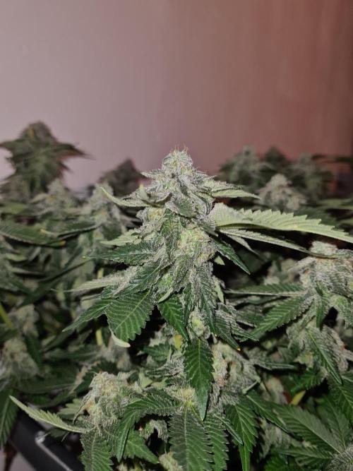 White Widow | Green House Seed Co.. Week 19 - #1