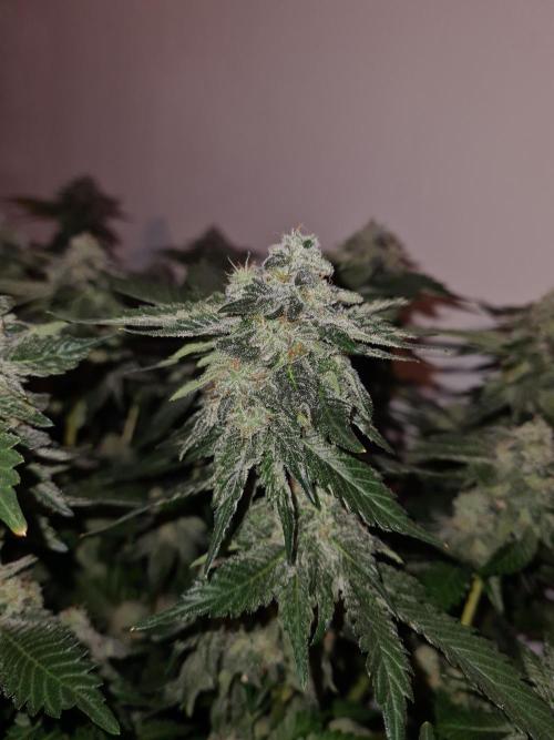 White Widow | Green House Seed Co.. Week 19 - #1