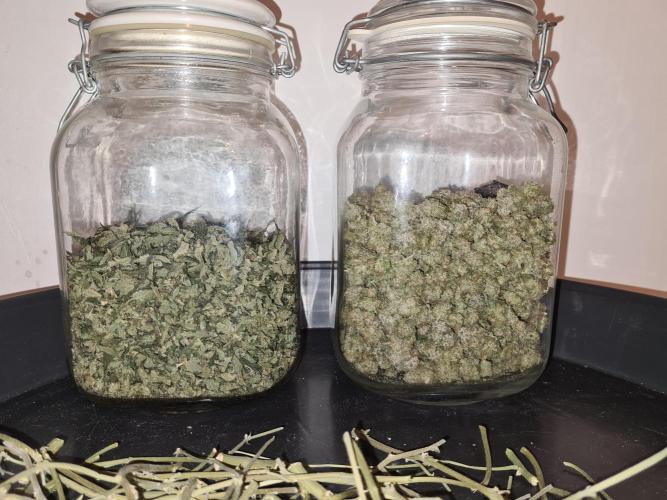 White Widow | Green House Seed Co.. Week 19 - #1