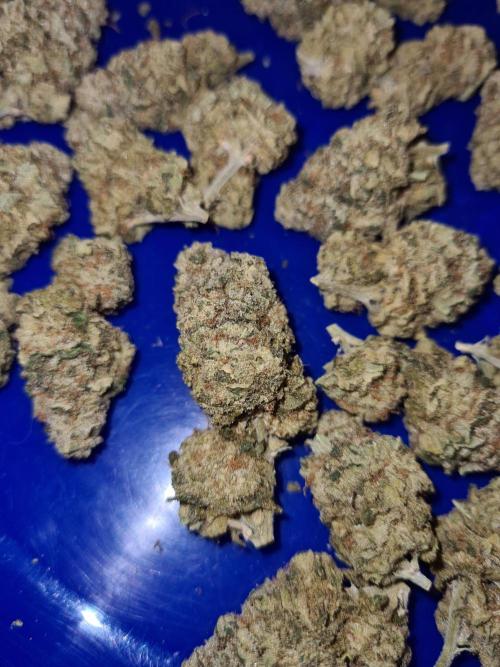 White Widow | Green House Seed Co.. Week 19 - #1