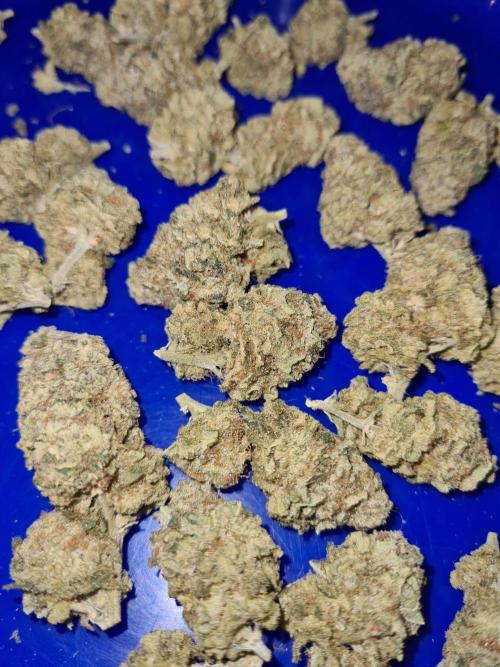 White Widow | Green House Seed Co.. Week 19 - #1