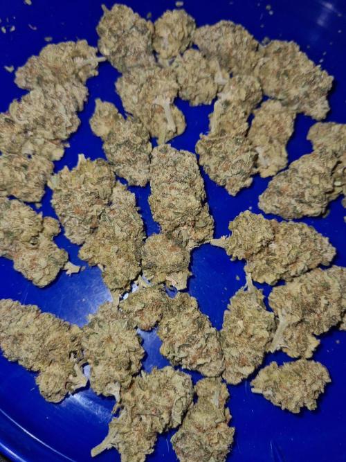 White Widow | Green House Seed Co.. Week 19 - #1