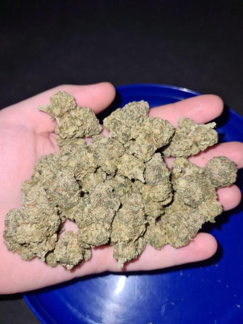 White Widow | Green House Seed Co.. Week 19 - #1