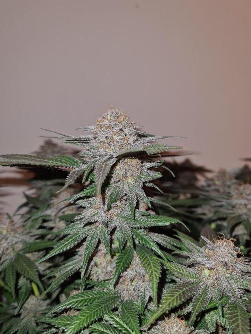 White Widow | Green House Seed Co.. Week 19 - #2