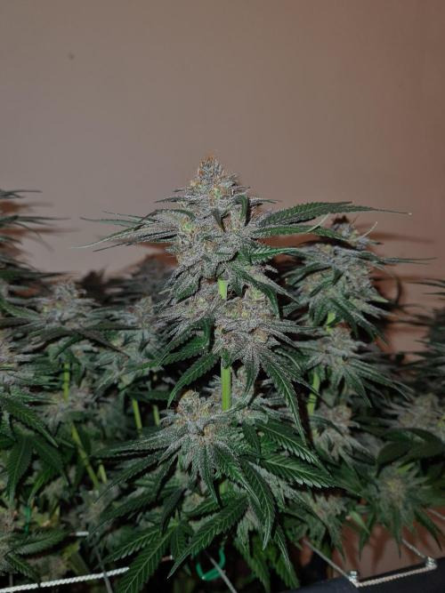 White Widow | Green House Seed Co.. Week 19 - #2