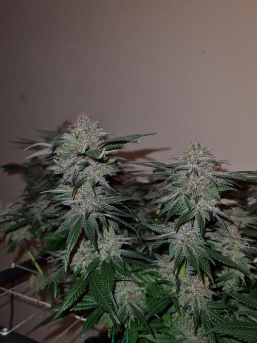 White Widow | Green House Seed Co.. Week 19 - #2