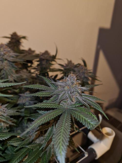 White Widow | Green House Seed Co.. Week 19 - #2