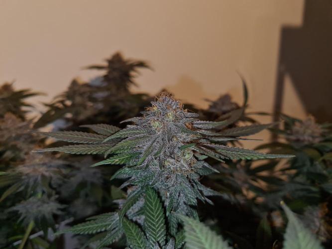 White Widow | Green House Seed Co.. Week 19 - #2