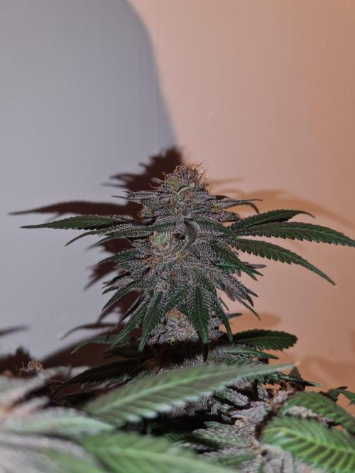 White Widow | Green House Seed Co.. Week 19 - #2