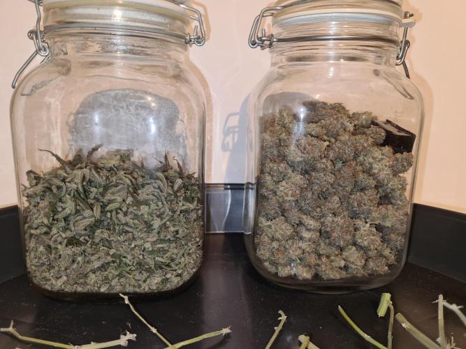 White Widow | Green House Seed Co.. Week 19 - #2