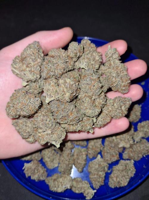 White Widow | Green House Seed Co.. Week 19 - #2