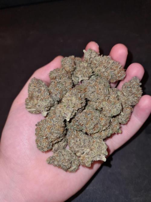 White Widow | Green House Seed Co.. Week 19 - #2