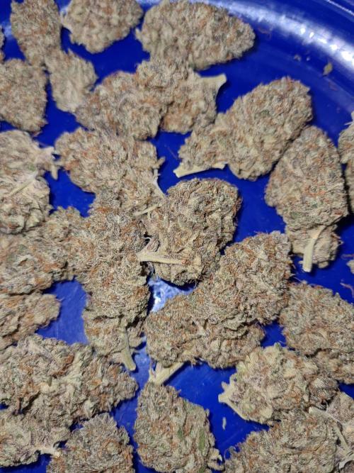 White Widow | Green House Seed Co.. Week 19 - #2